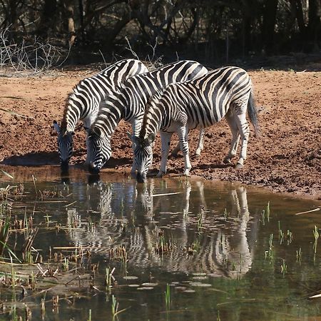 Bushbaby Lodge & Camping Hluhluwe Exterior foto