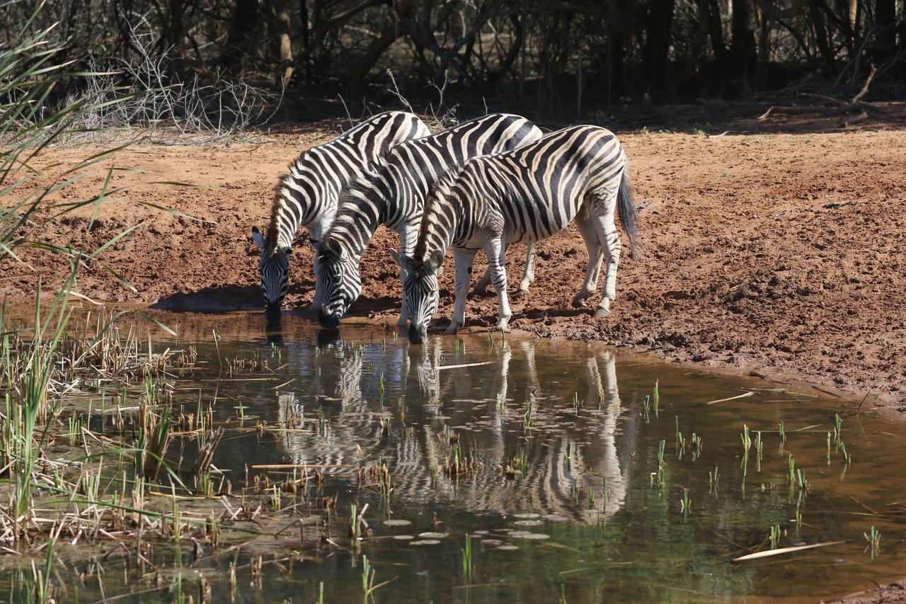 Bushbaby Lodge & Camping Hluhluwe Exterior foto
